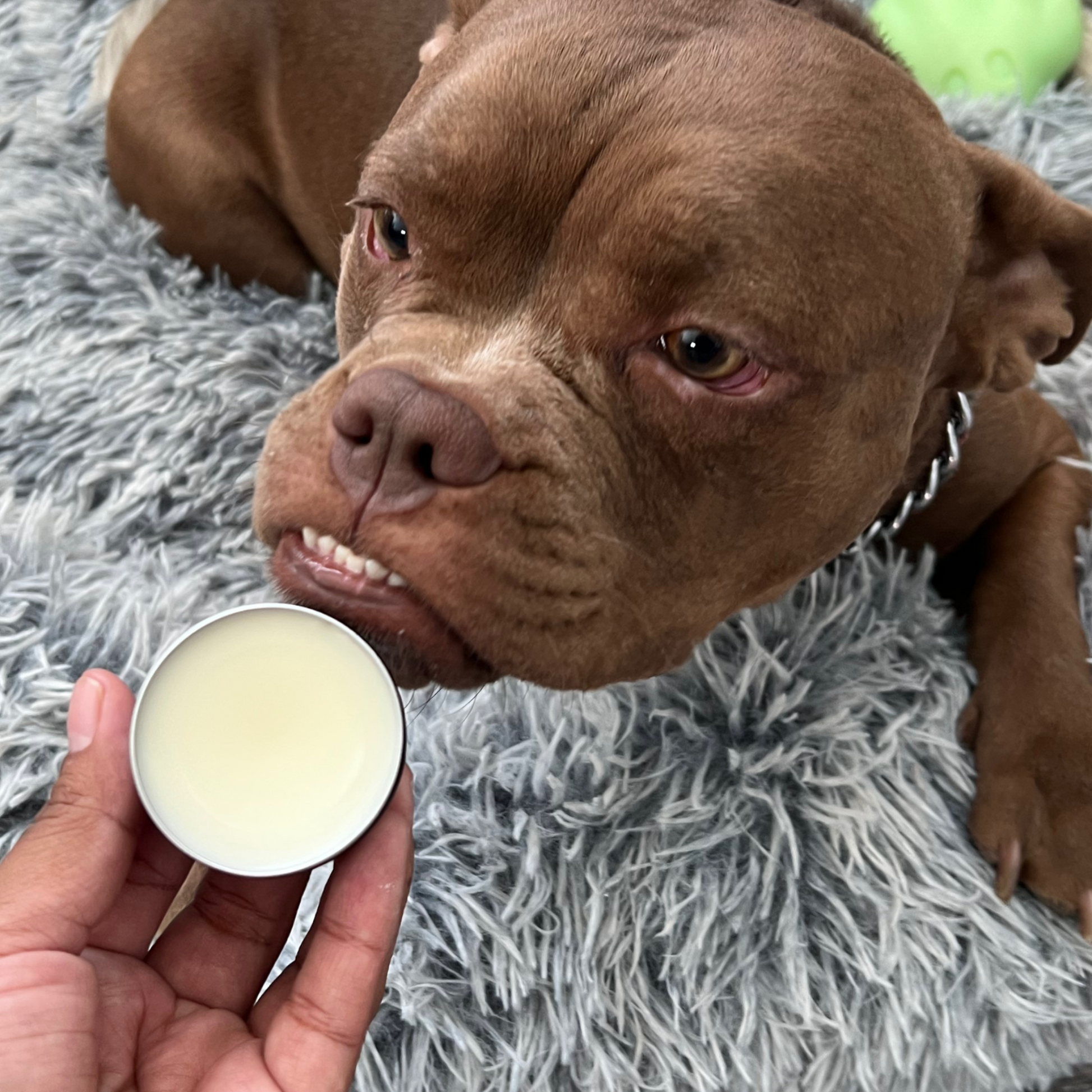 dog smelling snout balm right before application. homemade with natural ingredients